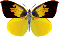 dogface butterfly