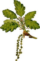 Sessile oak 2 (detailed)