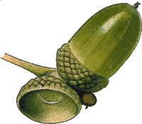 Acorn 3 (detailed)