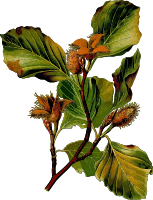 Beech (detailed)