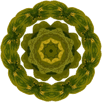 Plant design 81