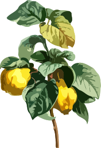 Quince (low resolution)