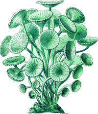 Acetabularia (detailed)