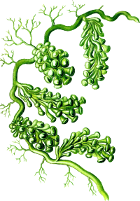 Caulerpa racemosa (detailed)