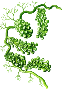 Caulerpa racemosa (low resolution)