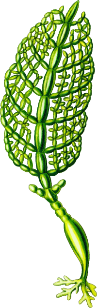 Struvea plumosa (detailed)