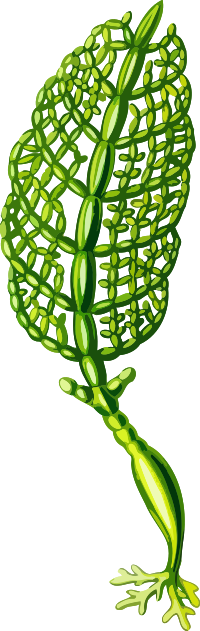 Struvea plumosa (low resolution)
