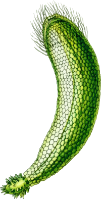 Neomeris kelleri (detailed)
