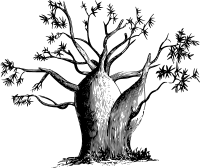 Gouty-stem tree