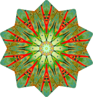 Trochilidae 3