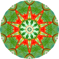 Trochilidae 4
