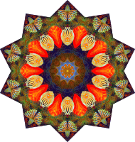 Actiniae 13