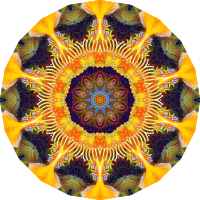 Actiniae 14