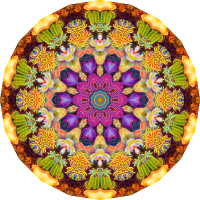 Actiniae17