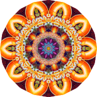 Actiniae 18