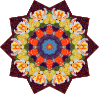 Actiniae 19
