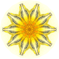 Acanthometra 9
