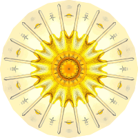 Acanthometra 16