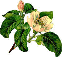 Quince 2 (detailed)