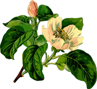 Quince 2 (low resolution)