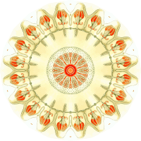 Anthomedusae 5