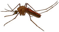 Zika Virus