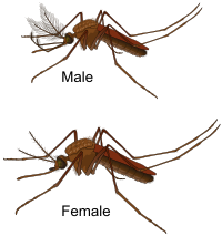 Aedes Mosquito Male and Female