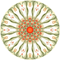 Anthomedusae 13