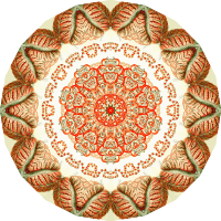Anthomedusae 15