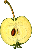 Half-apple (detailed)
