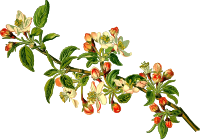 Apple tree (detailed)