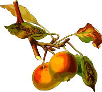Apple tree 2 (low resolution)