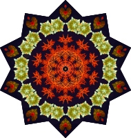 Ascidiae 3