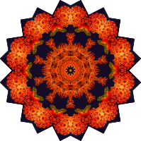 Ascidiae 5