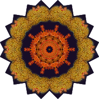 Ascidiae 8