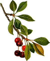 Sour cherry tree 2 (low resolution)