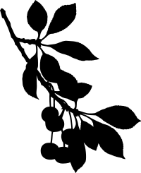 Sour cherry tree 2 (silhouette)