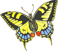 Butterfly 9