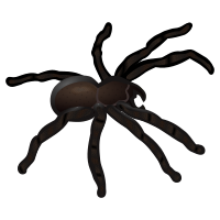 spider - coloured