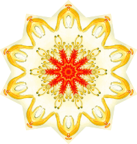 Asteridea 3
