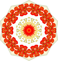 Asteridea 12