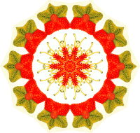 Asteridea 15