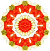 Asteridea 14