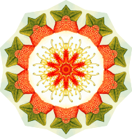 Asteridea 17
