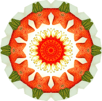 Asteridea 18