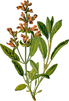Sage (detailed)