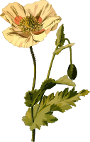 Opium poppy (low resolution)