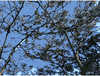 Trees and blue sky