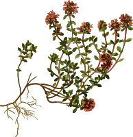Wild thyme (low resolution)