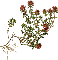 Wild thyme (detailed)
